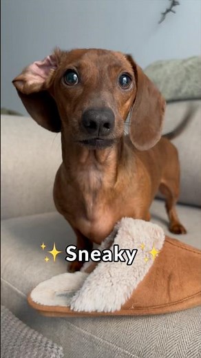 The many facets of a mini dachshund