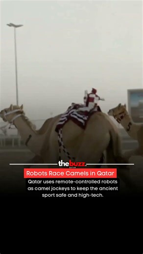In Qatar, camels are ridden by remote-cobtrolled robot jockeys to keep ancient sport safe.