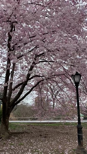 Cheers to cherries! 🌸🍒🌳 #CentralParkConservancy Tree Care Manager K and Arborist Brady recently joined us under blooming Okame cherry trees to share all about the Park's cherry trees. Learn how you can help keep them healthy and blooming for years to come! #CentralPark #cherryblossomseason #cherryblossom #arborist
