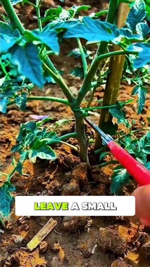 Tomato pruning mistake 🍅 Leave a small stub!