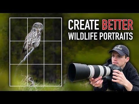 6 Composition Tips for Better Wildlife Portraits