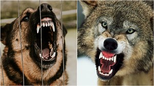 German Shepherd Tries To Fight Wolf, Photos Are Incredible