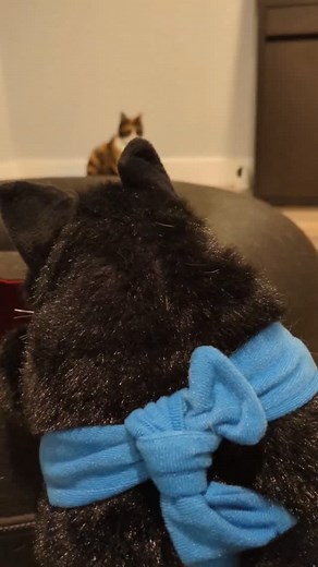 52K views · 2.9K reactions | When I saw @catsumo.co's first post, it...