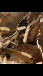 The guinea fowl and the caracal. | JocHel ALumno