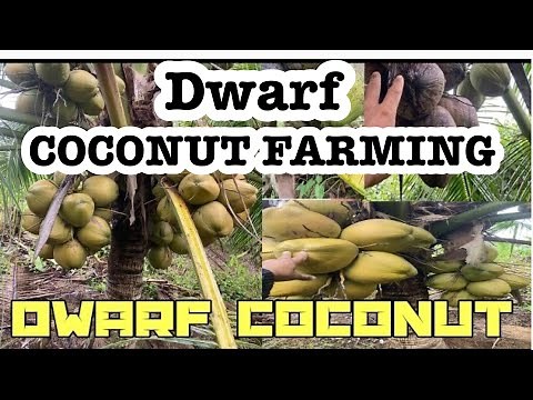 Dwarf Coconut Tree. Tacunan Dwarf Coconut Farming