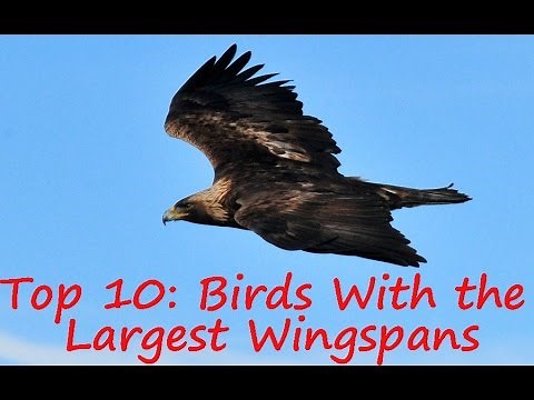 Birds: Top 10 Birds With the Largest Wingspans - Birds of Prey and Scavengers