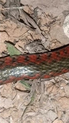 위험한 크레이트에게 물린 소녀 #birds #snake #국립생물자원관 #animals #nest #funny #동물키우기