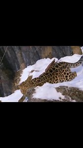 Snow Season #reelsfypシ #2023challenge #hunting #stories #virals #Hunter #huntingseason #slowmotion #viralvideo #hoghunting #wildlife #fox | Hunting Lovers