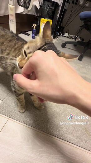かわいいキジトラ猫の留守番生活：保護猫とのほっこり暮らし
