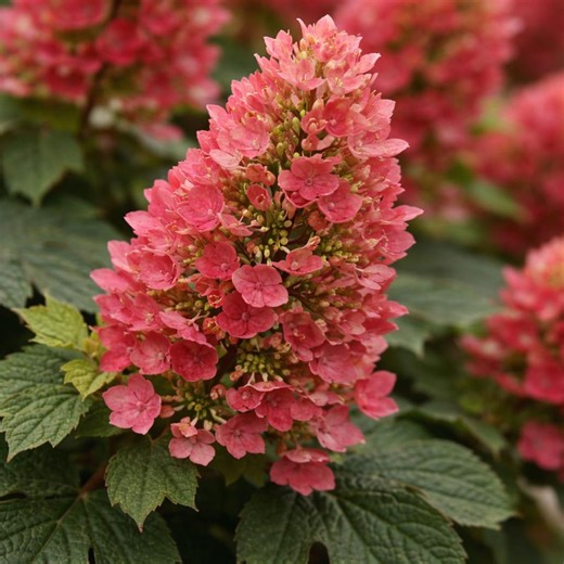 Ruby Slippers Hydrangea Starter Plant – Oakleaf Hydrangea, White to Pink Blooms, Compact Hardy Shrub - Etsy