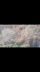 Communication between hunter and ph is vital for success throughout the safari. First shot a little forward breaking the shoulder and then a great followup shot less than a minute later to put down an excellent bull! #kuduhunting #eastcapehunting #plainsgamehunting #africanhunting #mountainhunting #hunt #customsafari | John X Safaris