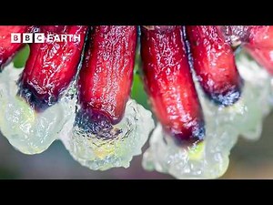 The Role of Insects in Scientific Discovery | BBC Earth Science | BBC Studios