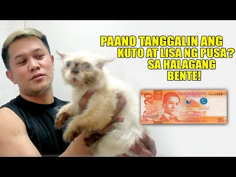 PAANO TANGGALIN ANG KUTO AT LISA SA ATING ALAGANG PUSA? SA HALAGANG BENTE!