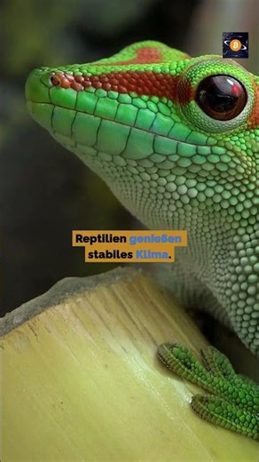 Ein Terrarium liebt Rechenwärme. #bitcoin #bitnews #alltag #smart #humor #crypto #btc