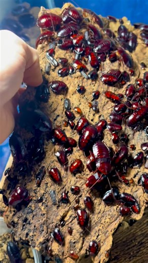 Roach Crossing on Instagram: "Wood you like to see more roaches? Eurycotis floridana, also know as the Florida wood or skunk roach, is endemic to the southeastern United States. This is one of my favorite species! These ones are from Silver Springs, Florida. #cockroach #entomology #asmr"