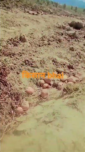 #farming #farmer #love contri #ख़🌾🌾💂👳🌾🌾बर1इंडिया #ekmotahathighumechala river 👳‍♀️👳