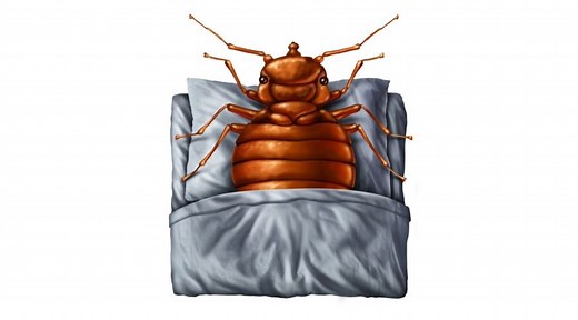 What To Do With Your Mattress If You Have Bed Bugs