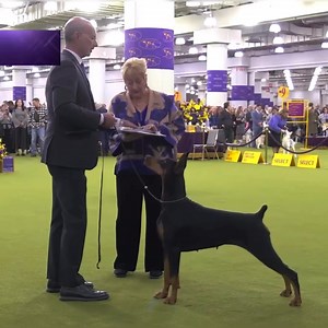 217K views · 6.6K reactions | #doberman | Best dog in show | Facebook