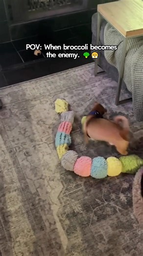 Chihuahua.exe Not Responding 😂🐶 #dog #funnydog #fyp #dogvideos #chihuahua