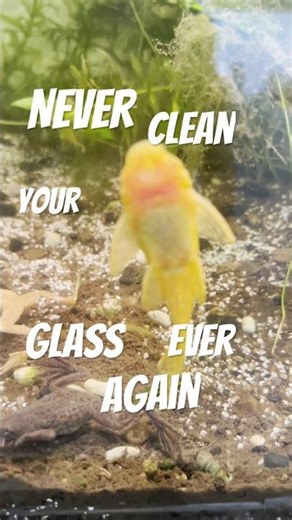 Never Clean Your Glass Again, the Common Plecostomus