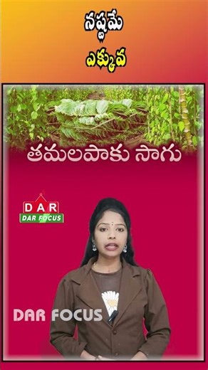 Betel Leaf Prices Triple, Yet Farmers Face Losses | Latest updates | DAR FOCUS #darfocus