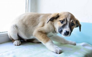 My Eight Week Old Puppy Had Roundworm — And This Is How I Handled It