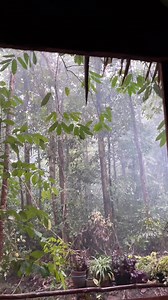 Heavy rain in the jungle #rain #fullrain #river | Isp Photohunt