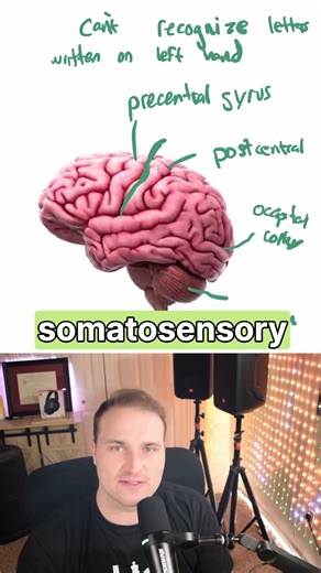 Somatosensory Cortex #usmle #usmlestep1 #step1