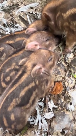 Python pigs farm #animals #wildlife #pigfarm #pigfeed #nature