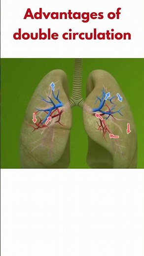 Advantages of double circulation