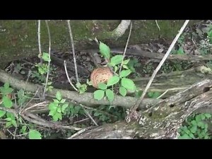 Strange Sound While Mushroom Hunting