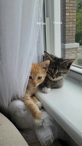 3K views · 185 reactions | A rare moment of kitten-quiet with French Toast Follow along as we review our best reels of 2024. French Toast stole all our hearts with her playfulness and curious looks, coming in at number 4! | Fostering kittens | Facebook