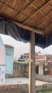 #kabutarlover #dither | Ranjana Saxena