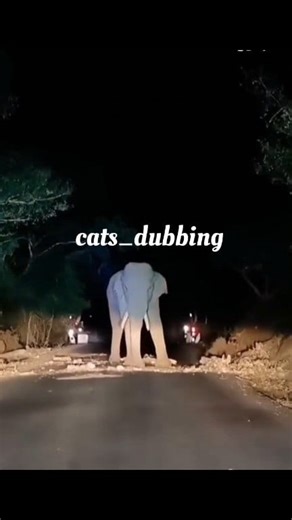 251K views · 6.7K reactions | Ultimate dubbing comedy collection 藍藍藍 #trendingreelsvideo #trendingreel #monday #holiday #revenge #socialjustice #feminism #schoollunch #familystory #socialawareness #comedy #dubbing #tamil #funnyvideos #funny #funnyreels #elephant #cat #dog #funnyreelsvideo #funnymoments | Cats Dubbing | Facebook