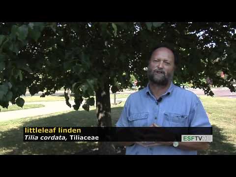 Trees with Don Leopold - littleleaf linden