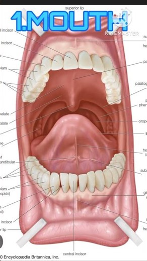 DIGESTIVE SYSTEM I GI TRACT I SCIENCE I ZOOLOGY I BIOLOGY l Digestion