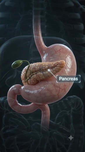 How the Pancreas Works 🩺 | Realistic 3D Insulin & Enzyme Animation #humanbody #science #biology