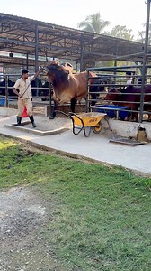 Powerful red Brahman bull out of his barn | Biggest Bulls Of Bangladesh