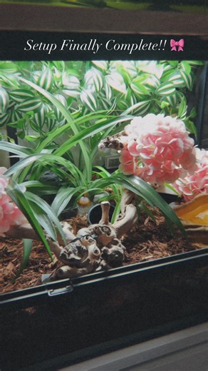 Creating the Perfect Corn Snake Terrarium Setup