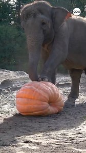 164K views · 1.8K reactions | Zoo animals are getting into the spooky season with some pumpkin-related fun — from a jaguar tearing at a meat-stuffed jack-o'-lantern at the Milwaukee County Zoo, to elephants mashing their feet for an annual event at Portland's Oregon Zoo. https://abcnews.visitlink.me/RlWvG0 | ABC News | Facebook