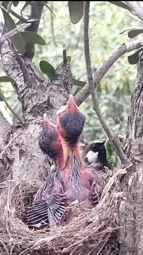 Bulbul Bird Nurturing its Hungry Chicks #BulbulFamily #NaturesLove #AdorableChicks #ParentalDevotion #FYP