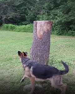 10M views · 52K reactions | Cheeky squirrel makes german shepherd dizzy  | Furry Tails | Facebook