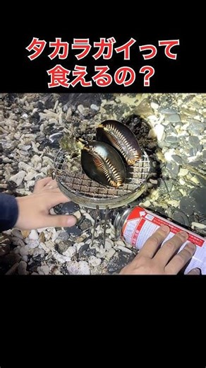 Can you eat cowrie shells? Are they delicious?