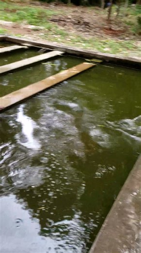 709K views · 6K reactions | Happy little baby monkey playing joyfully in the swimming pool, splashing water with pure fun and excitement all day long. #babyanimals #reelsfb #leo #wildlife #animals #rainbow #Luna #monkey #cuteanimals #lynx #fblifestyle | Monkey Of Cambodia | Facebook