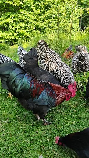 10K views · 247 reactions | https://amzn.to/3PSCUuc | Raising Chickens | Facebook