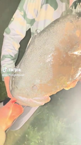 How good is poaching tho #fishing #cod #fyp #tiktok #trending