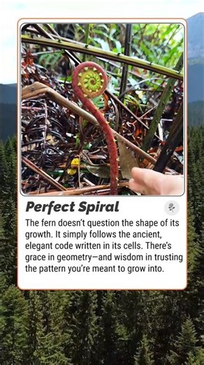 Fibonacci in Nature: The Secret Code of the Fern