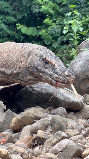 ☠️🥶 APEX: PREDATOR- #americanviewers #komodo #wildlifeentertainment #komododragon #wildlife
