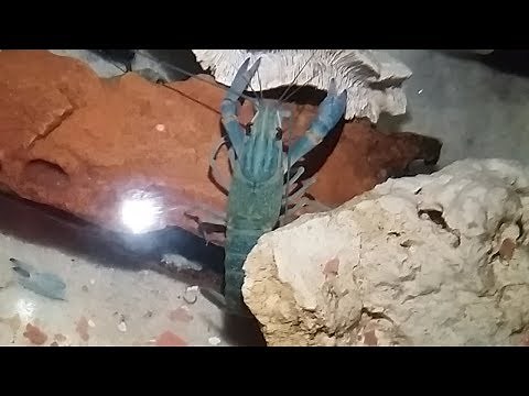 how to know that your yabby is about to molt