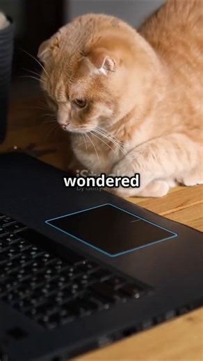 What Makes Cats Choose Your Laptop Over Everything Else?